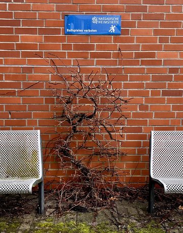 Eine vertrocknete Kletterpflanze vor eine Backsteinmauer, links und rechts eine Sitzbank. Darüber ein Schild: "Ballspielen verboten. Nassauische Heimstätte"